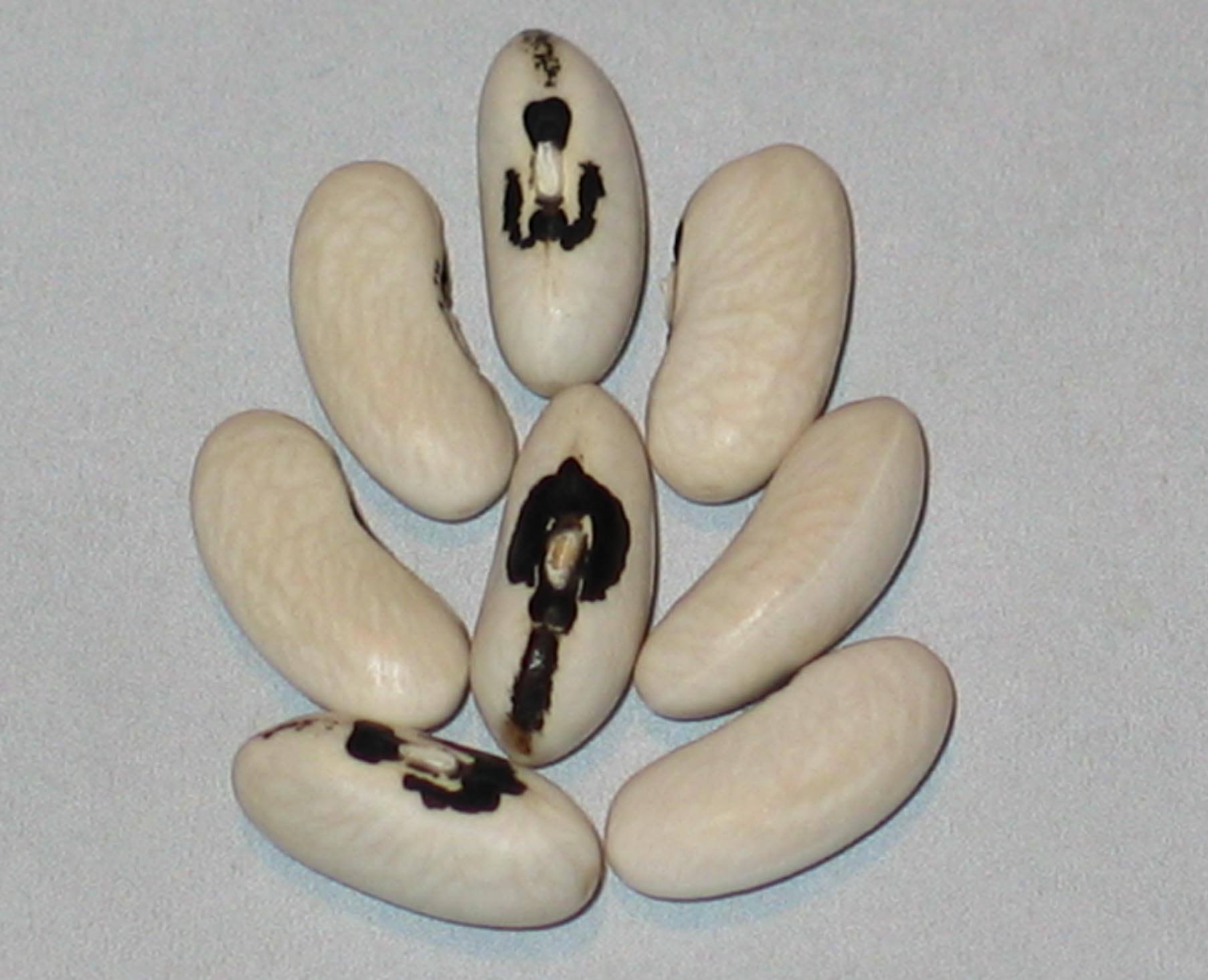 Round Pod Kidney Wax