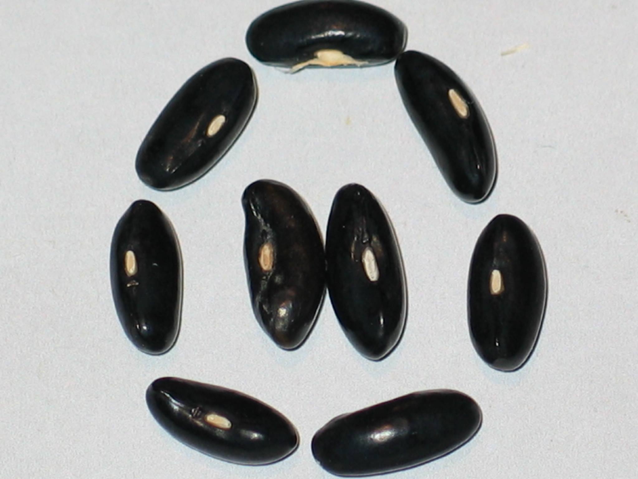 Prolific Black Wax