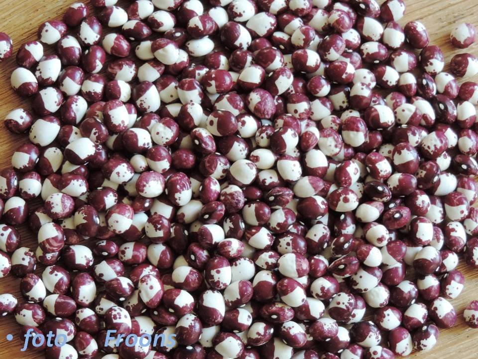 Baroca Pinta