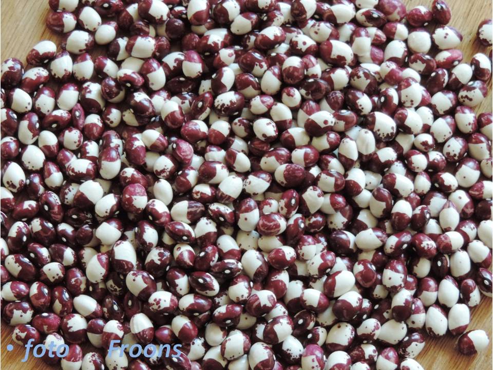Inca Pea Bean