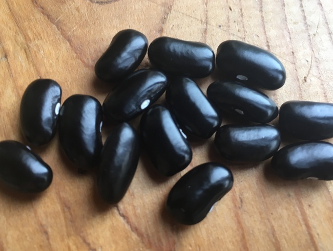 Bunte Butterfisolen
