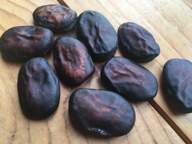 South American fava Sämling (violett)