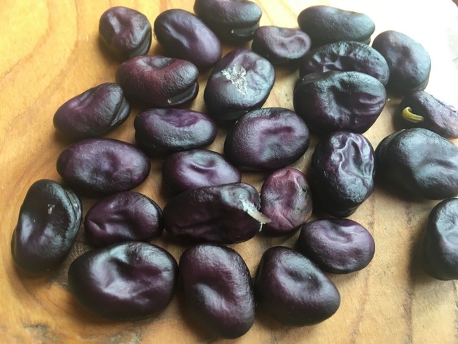 La Senoritas Sämling (violett)