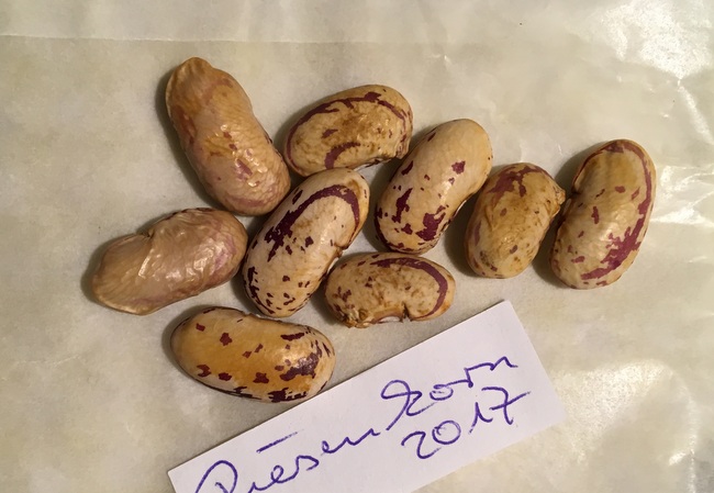 Riesenkorn