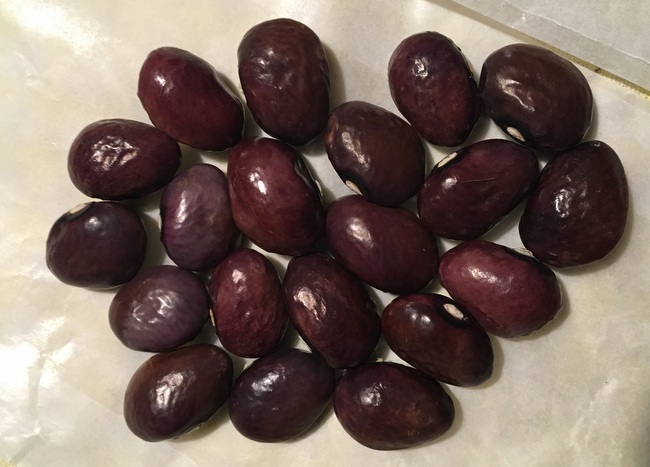 # Türkische Violette