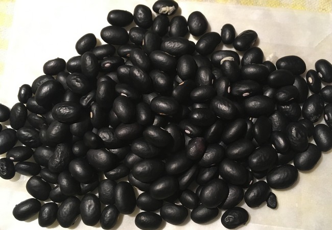 Black Turtle Bean