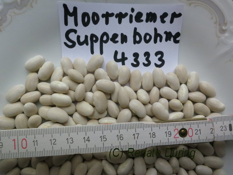 Moorriemer Suppenbohne