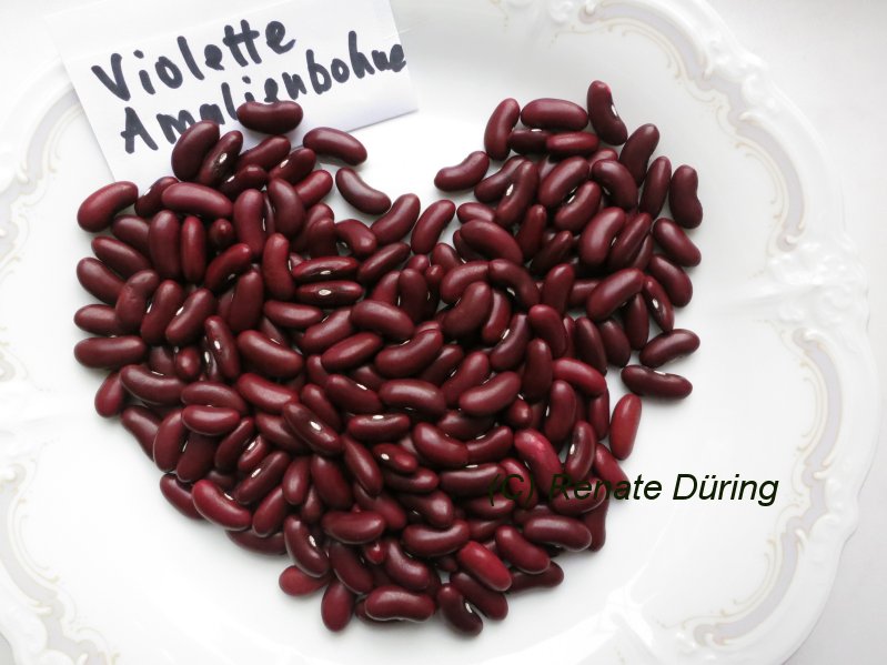 Violette Amalienbohne