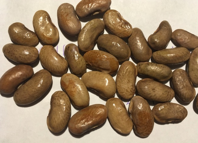 Stangenbohne aus Siebenbürgen