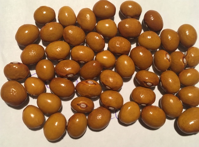 Capriana