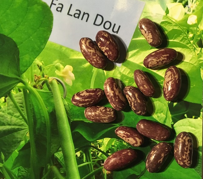 Fa Lan Dou