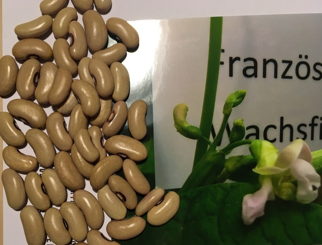 Französische Wachsfiletbohne