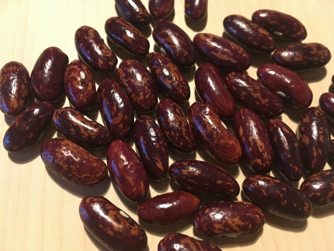 Iroquois corn