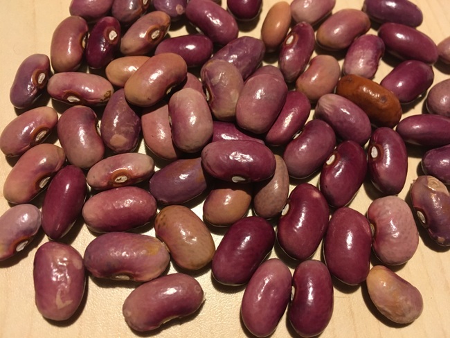 Tiranas Rotviolette #1506
