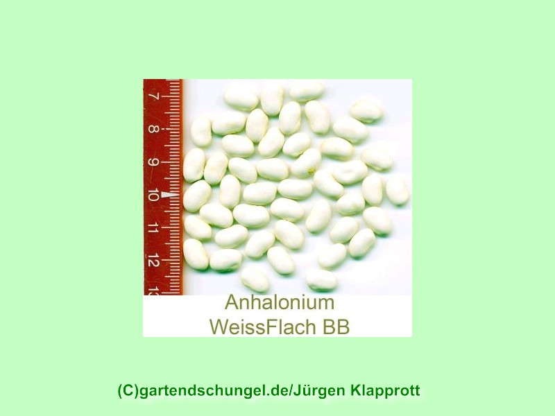 # Anhalonium Weiss Flach