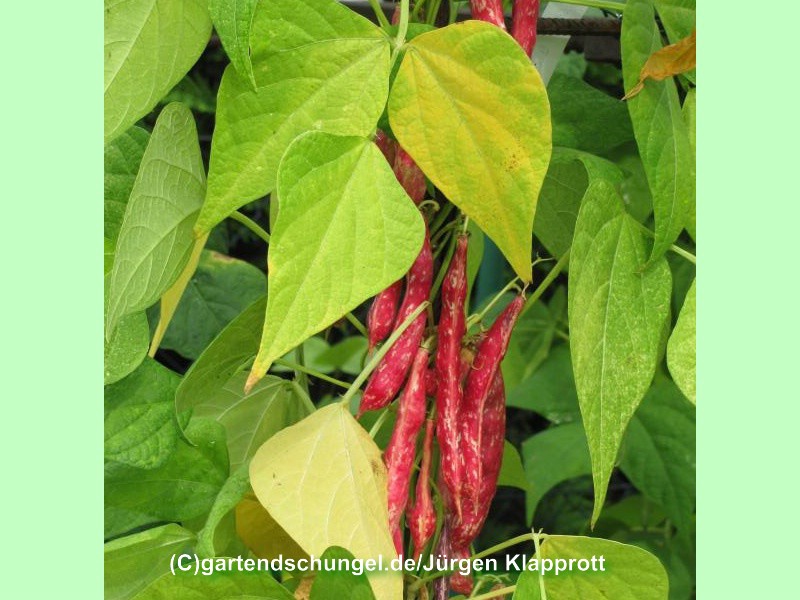 Bacio 1 (Borlotti)