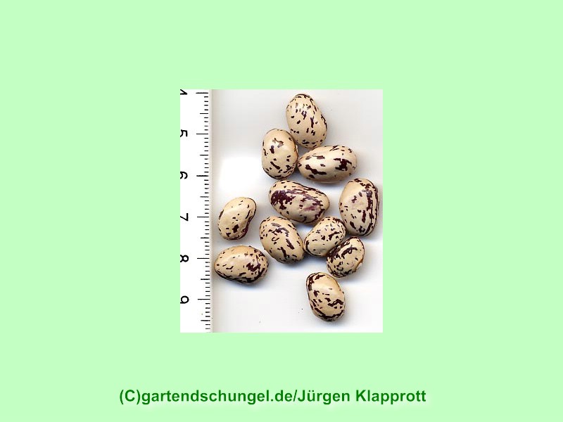 Bacio 1 (Borlotti)