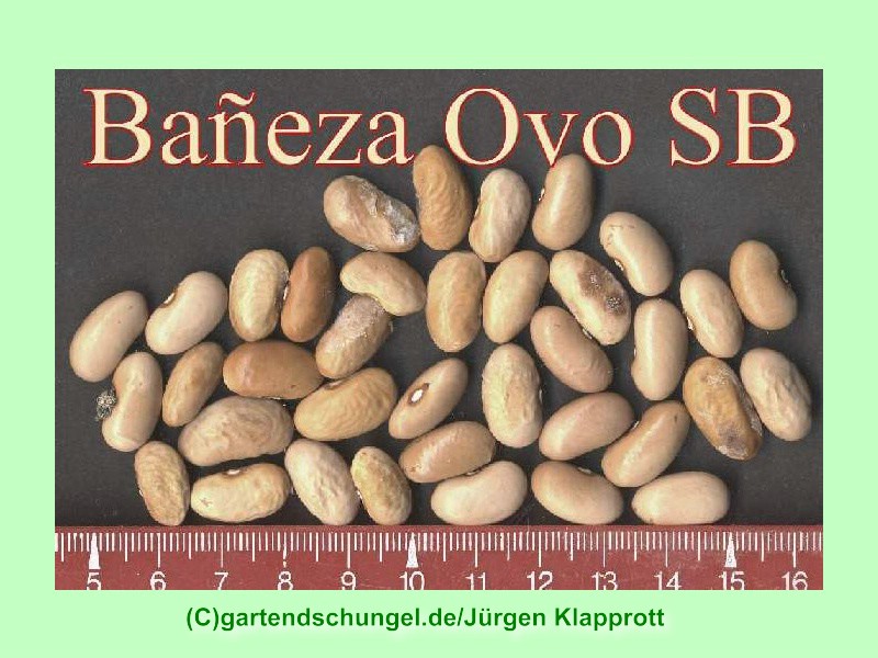 Baneza Ovo