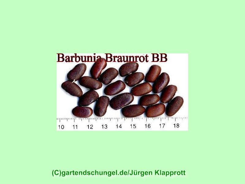 Barbunia (braunrot)