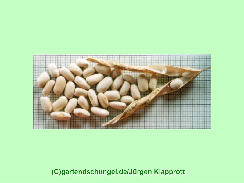 # Beige / Alte Schwestern