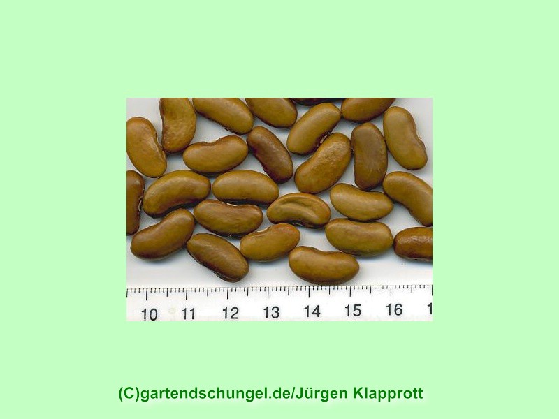 # Beige krumm