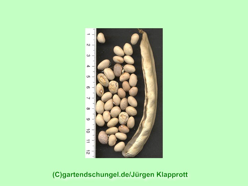 # Beige rund