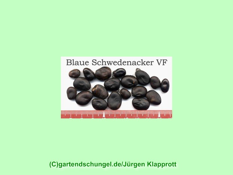 Blaue Schweden Acker
