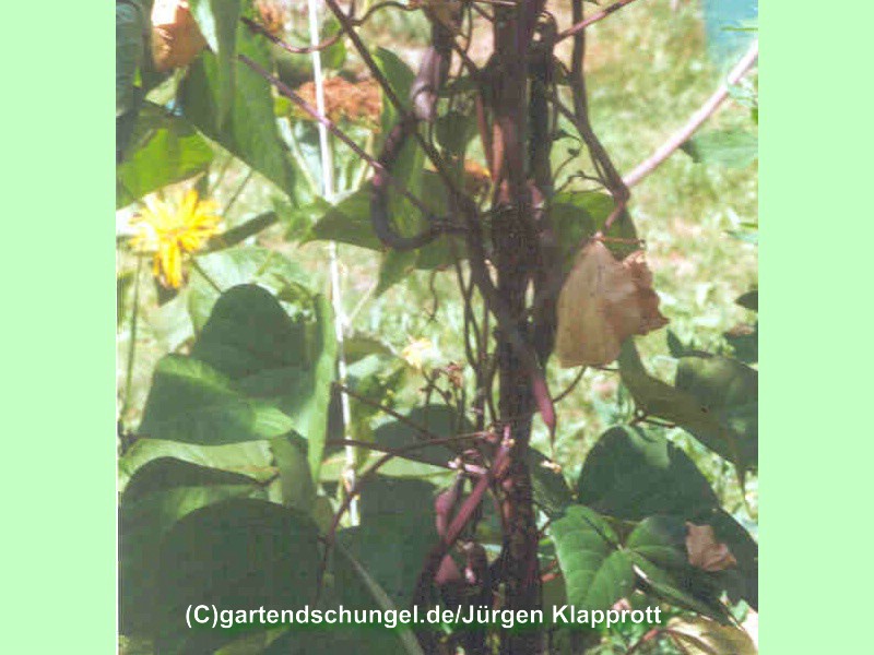 Blauhilde