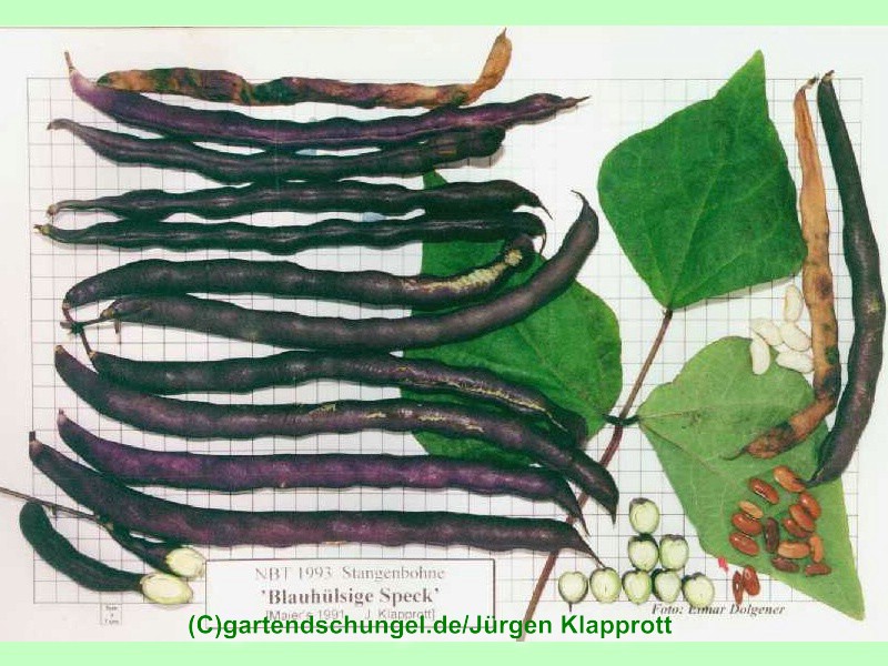 Blauhülsige Speck