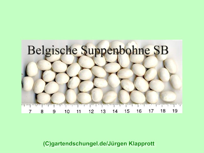 Belgische Suppenbohne