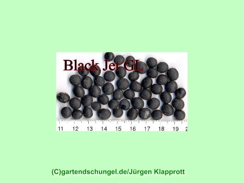 Black Jet