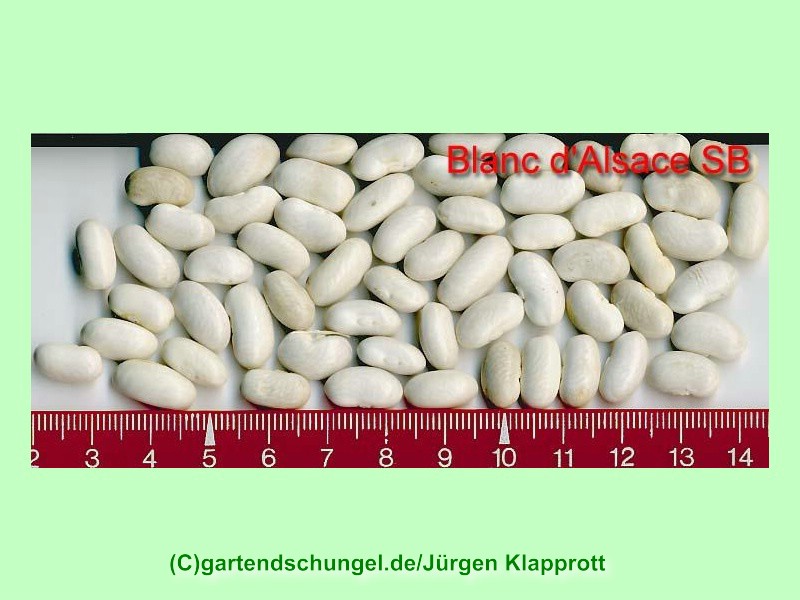 Blanc D'Alsace