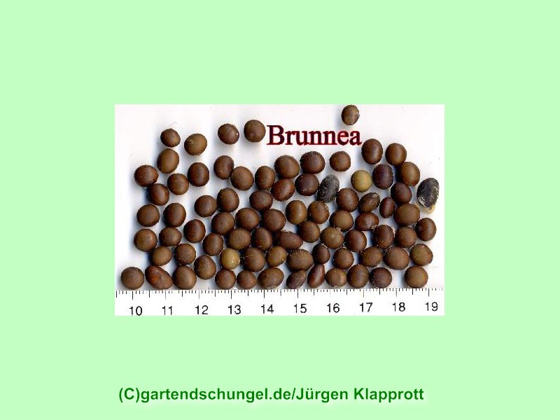 Nigra Brunnea (Sojabean)