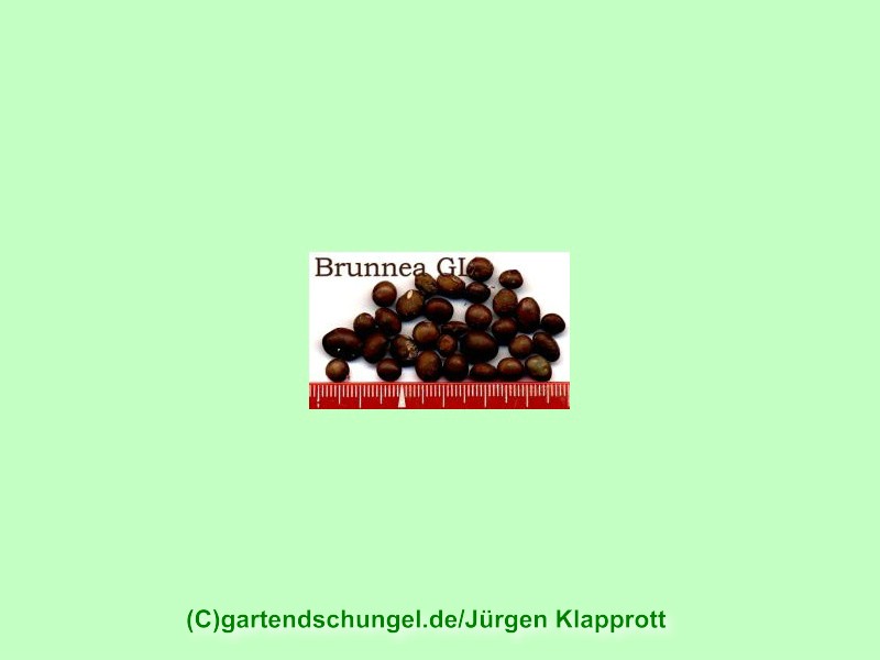 Nigra Brunnea (Sojabean)