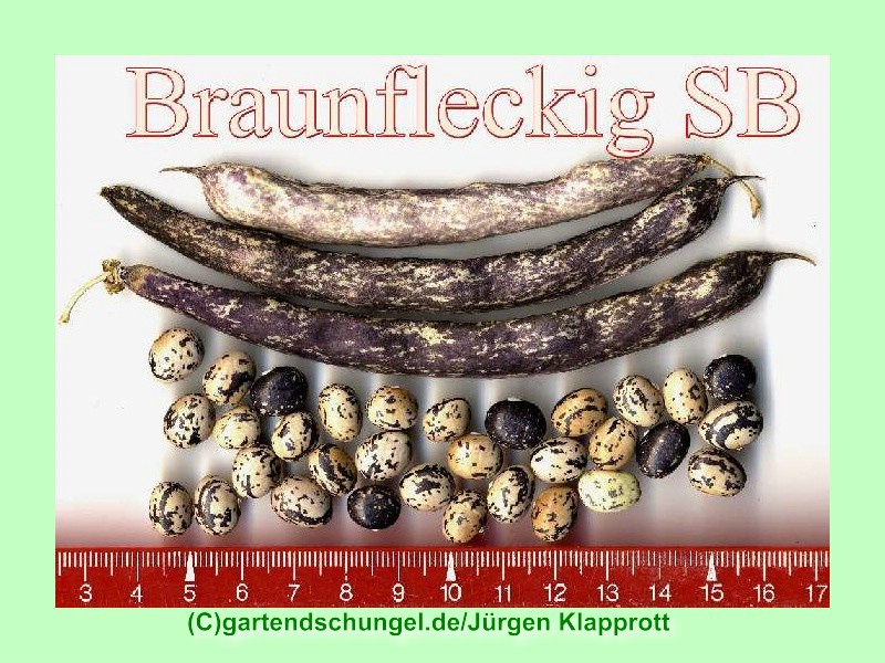 # braunfleckig