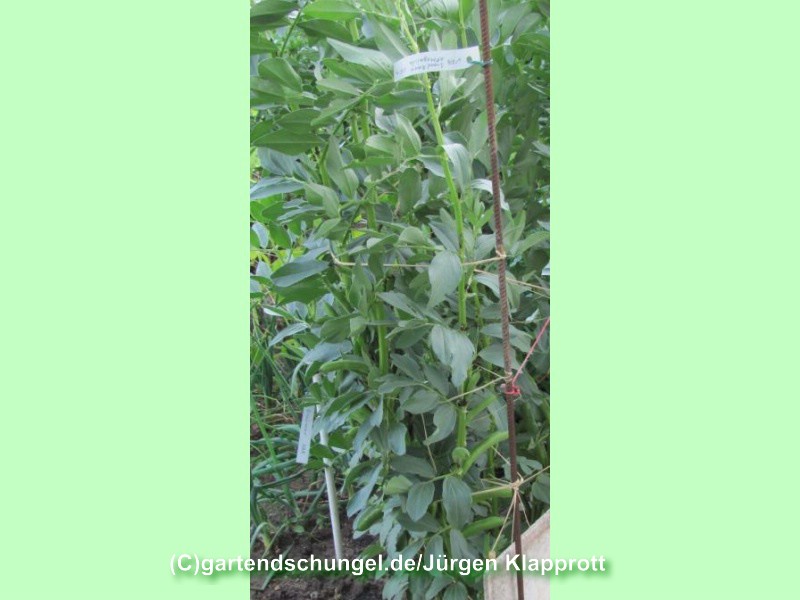 Broad Bean of Magnisia