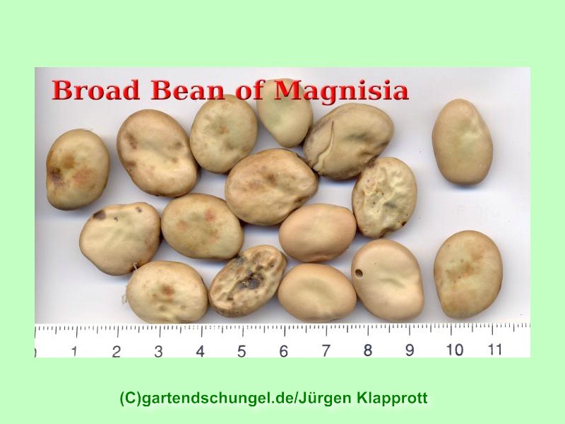 Broad Bean of Magnisia