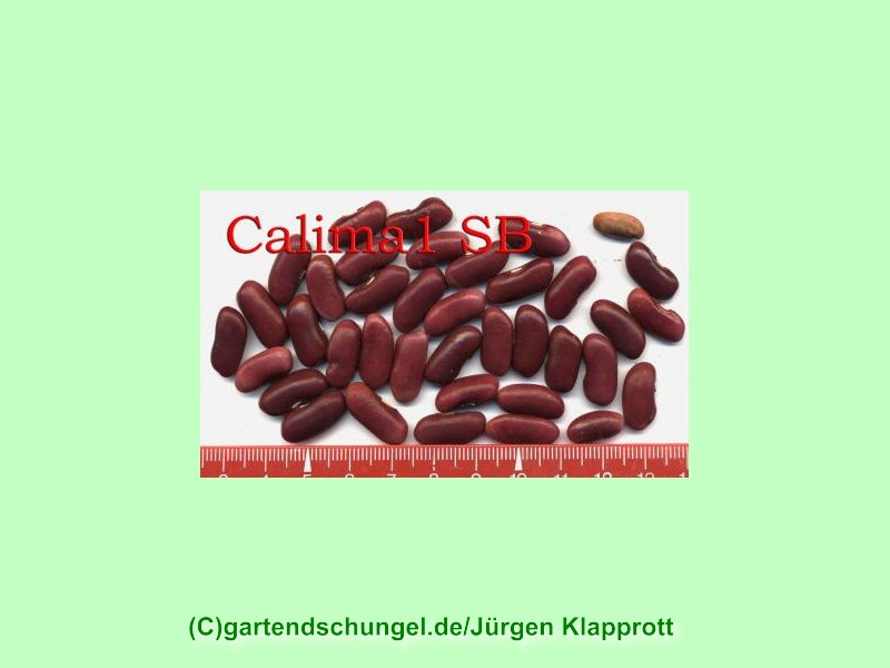 Calima 1