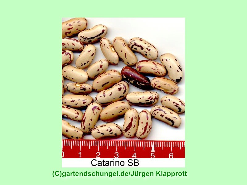 Catarino