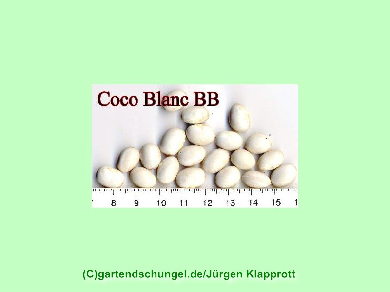 Coco Bianco Nano