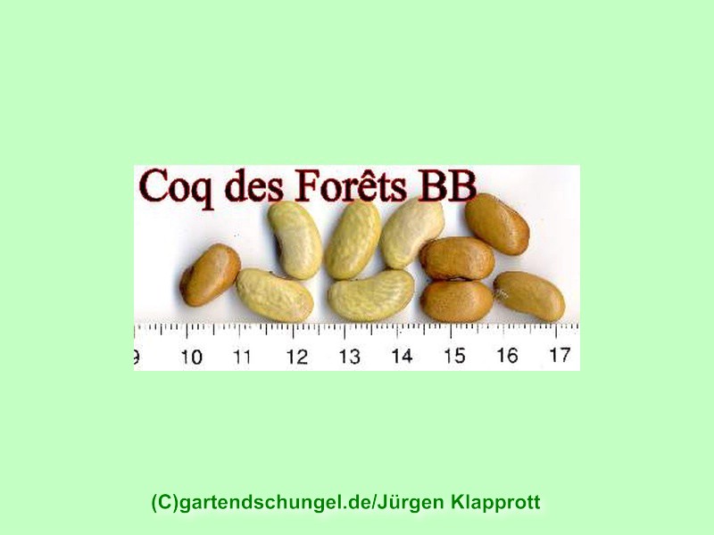 Coq de Forets