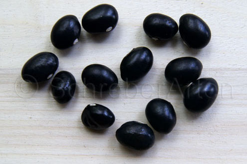 Dickes Schwarzes Ei