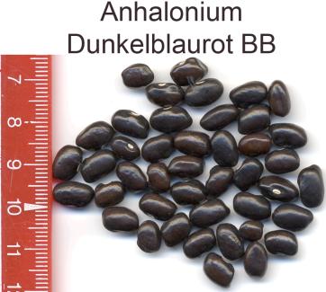 Anhalonium dunkelblaurot