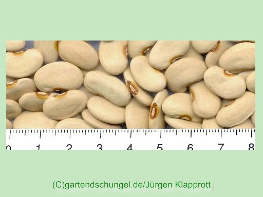 Extra Gute