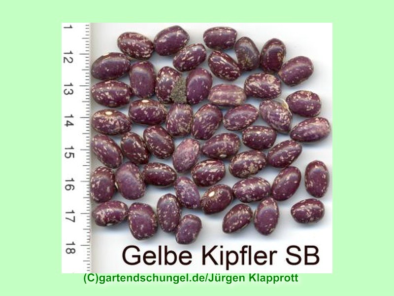 Gelber Kipfler