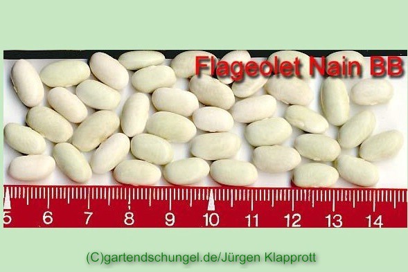 Flageolet