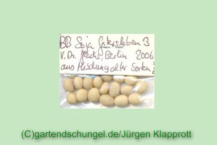 # Gatersleben 3