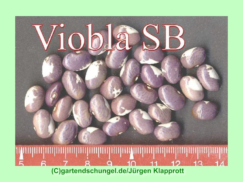 Viobla