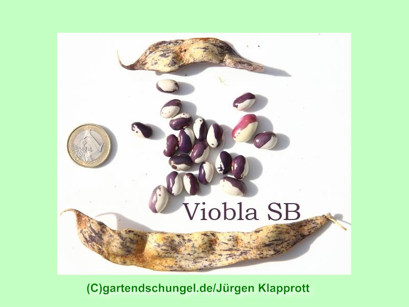 Viobla