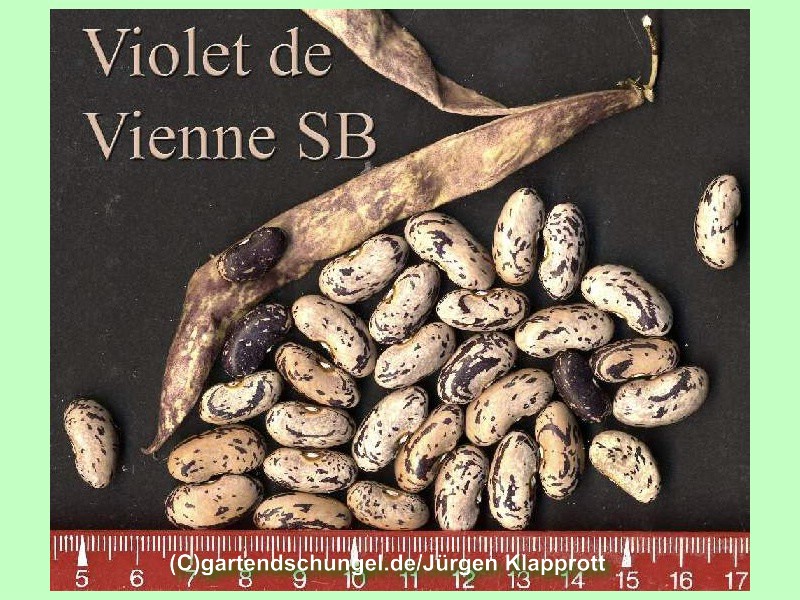 Violet de Vienne